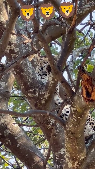 lion..🦁#music #animeedit #lion #shortsfeed #short #youtubeshorts #animallife #tranding #wildlife