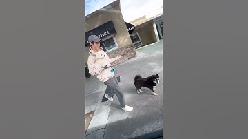 Mark Tuan with Milo & Kit #marktuan #got7 #dog #la #2023