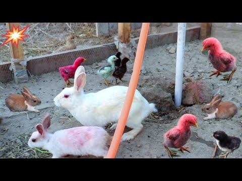 cute colorful chicks with bunnies of rabbits wow so amazing