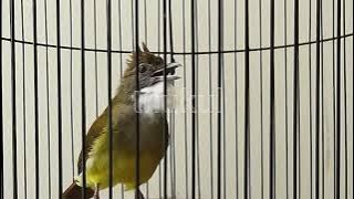 SUARA BURUNG : Cucak Jenggot Gacor Panjang Mantap jeda 5 detik