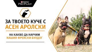 На какво да научим нашия френски булдог?