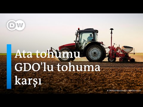 Video: GDO'lu tohum nedir?