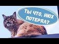 Приколы с котами. Вилли показал, кто в доме главный!