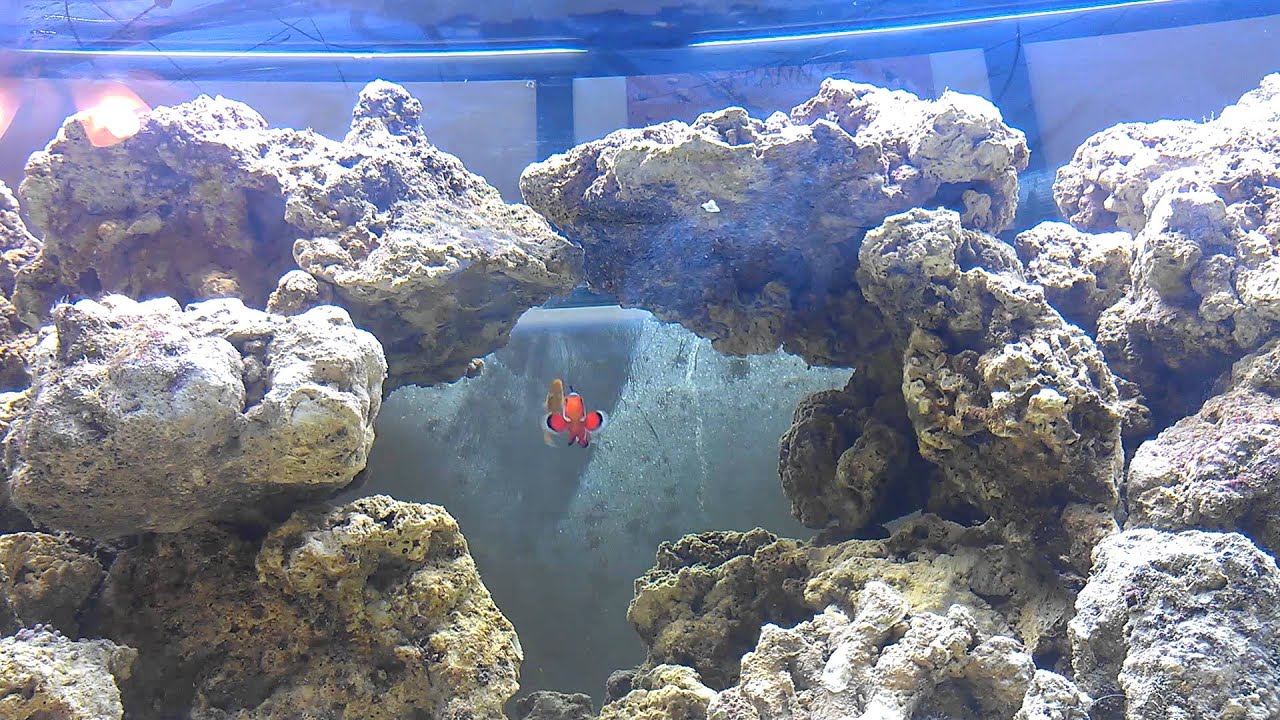Clown fish Swimming to Chill Music HD 1080p YouTube