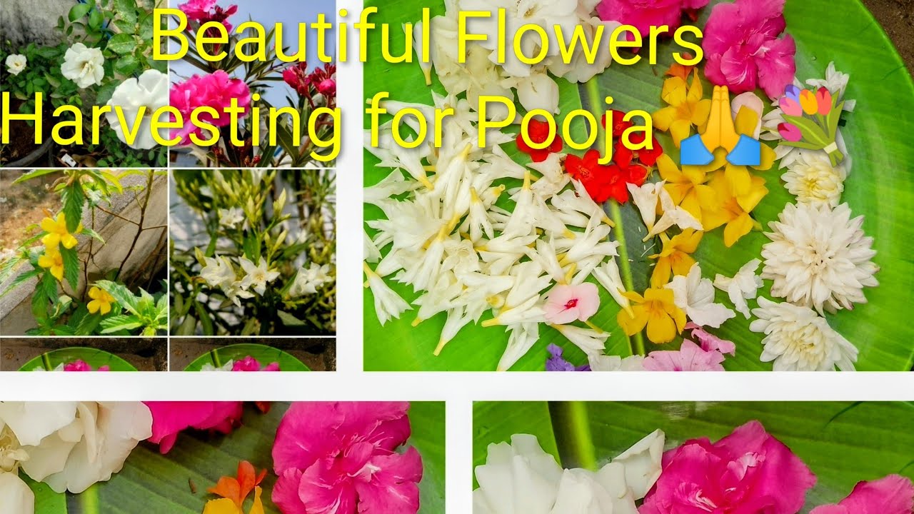 🌿3 February 2026🌿 ll Beautiful Flowers Harvesting for Pooja 🙏💐