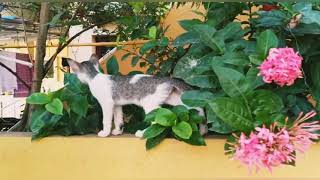 Kittens playing in the Garden 🥰 by CAT Lover 243 views 2 years ago 1 minute, 2 seconds