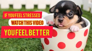 Cute Dog Video For When You Are Stressed #dog #animals #4k #100 by Cute animals world 1 view 1 year ago 3 minutes, 56 seconds