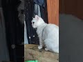 Cute Cat Moments That Will Make Your Day 😻 | Cats Life in Dubai