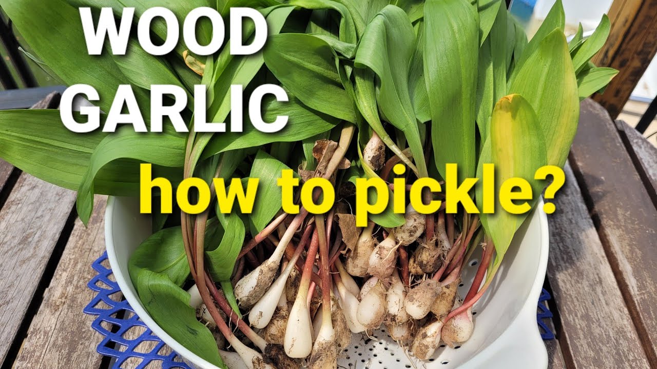 HOW TO PICKLE WOOD GARLIC & BACK YARD TOUR YouTube