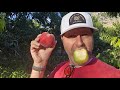 Peach Farm...