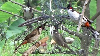 Penyusunan Perangkap Burung | Cara Menangkap Burung Menggunakan Perangkap Burung Pantas Awesome