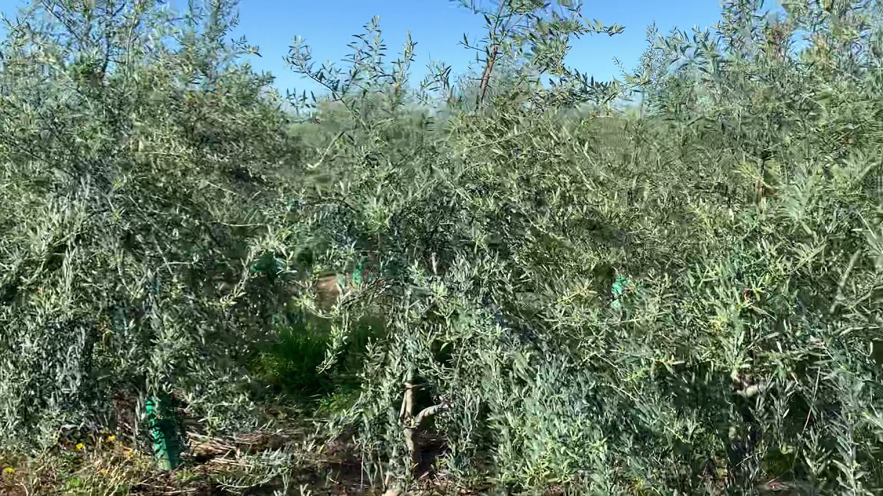 AGRITEC Ingenieros. Plantación sikitita en Sevilla.