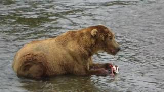 Bear 480 Otis slowly eats his fish