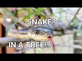 SNAKES in a TREE?!!