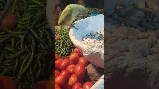#bajar me dikha parrot #funny #travel