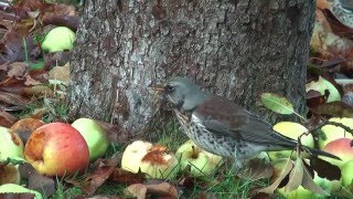 Fallobst - ein herbstlicher Genuss für Wacholderdrosseln, Amseln und Stare