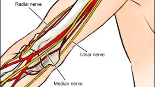 4,Embalming, the arteries we use
