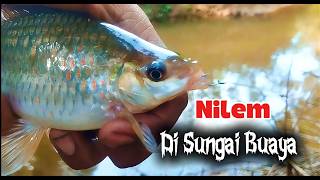 Bahaya Mengintai Mancing Nilem Disungai Ini