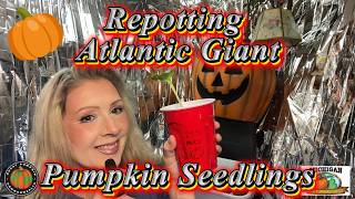 Repotting Atlantic Giant Pumpkin Seedlings 2026