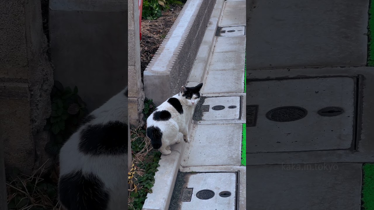 Strolling in Tokyo at dusk🚃🐈🌅 