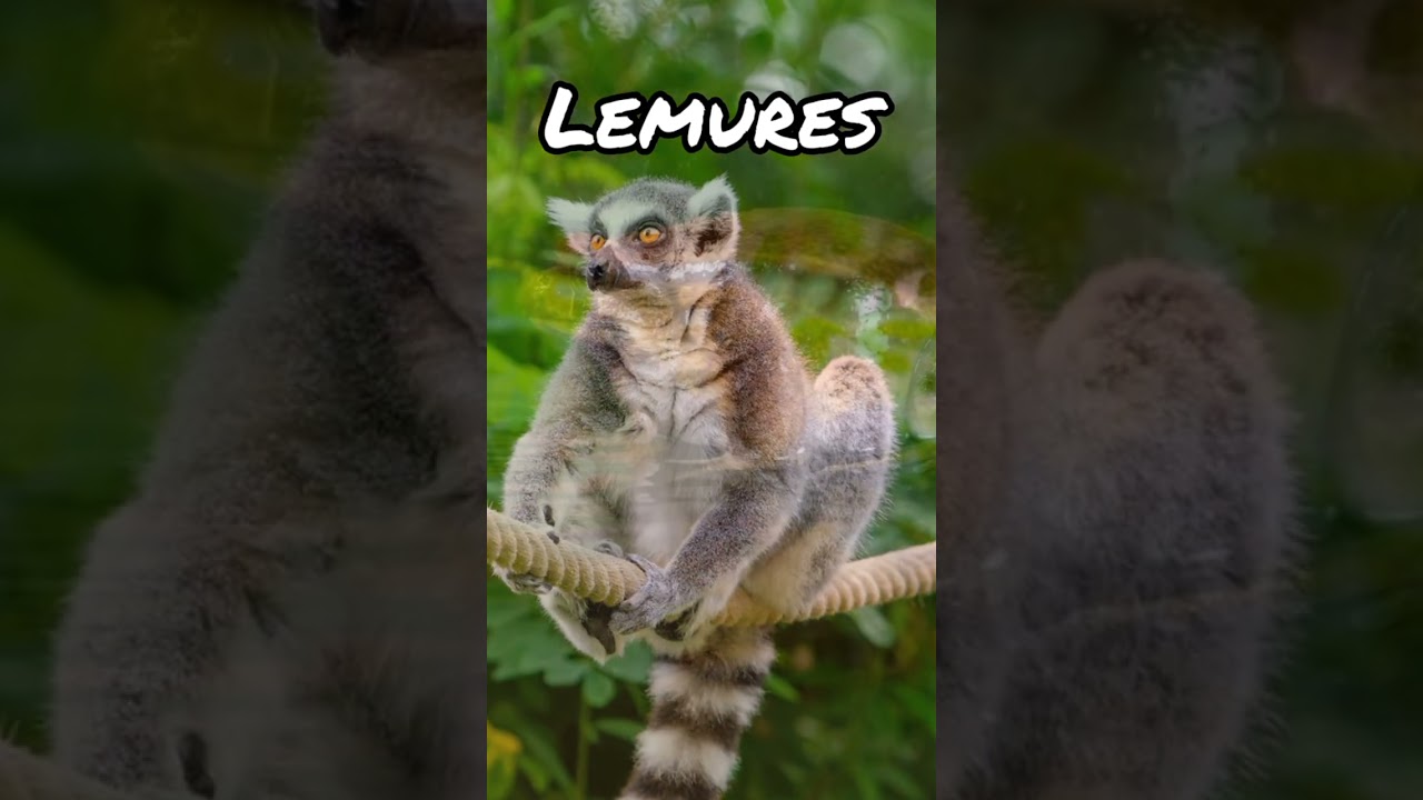 Endemic species of Madagascar 