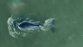 Humpback Whale Captivated Surfers- Southampton NY 8/31/24- NEWS