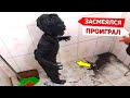 Я РЖАЛ ДО СЛЕЗ😂 25 Минут ОТБОРНЫХ ПРИКОЛОВ 2023 Смешные видео - Лучшие ПРИКОЛЫ #52