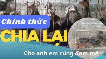 Chia sẻ đàn gà rừng cho anh em cùng đam mê || Gà rừng Tây Bắc