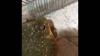 AFRICAN BULLFROG EATING SOME SUPERWORMS 🐸