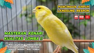 Kenari GACOR NGEREK‼️ Masteran Kenari PAUD dan Pancingan Kenari MACET BUNYI dan Betina NGIWIR -492