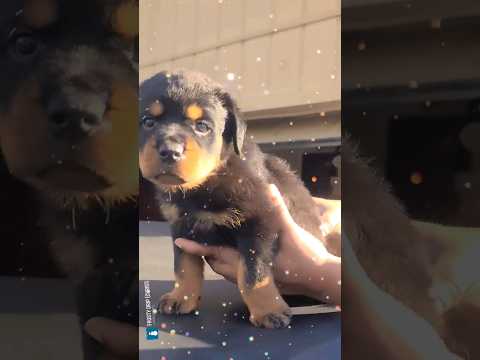 dum dum dum! ZTR ROTTWEILER 501.436.9533