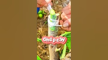 Ghép cây - Cách ghép cây