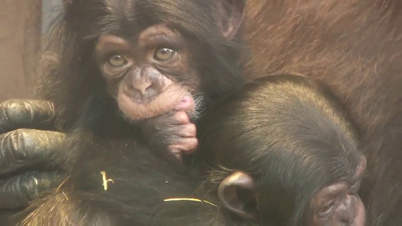 東山チンパンジー 双子の赤ちゃん 22  Chimpanzee twin baby