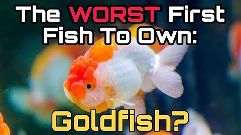 What You Need to Know Before Owning a Goldfish. Care, Cost & Difficulties.