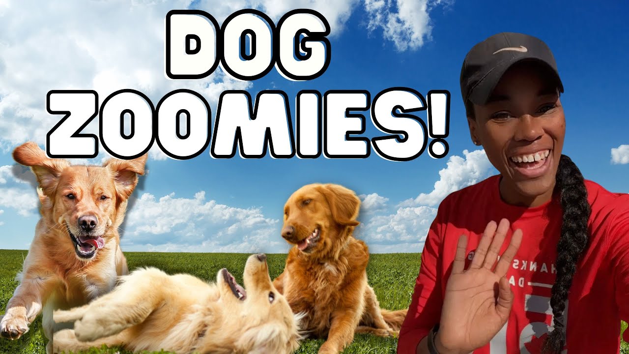 DOG ZOOMIES Everything You Need to Know! Zoomies Equal Happiness
