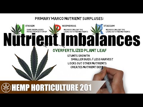 Diagnosing & Treating Hemp Nutrient Imbalances