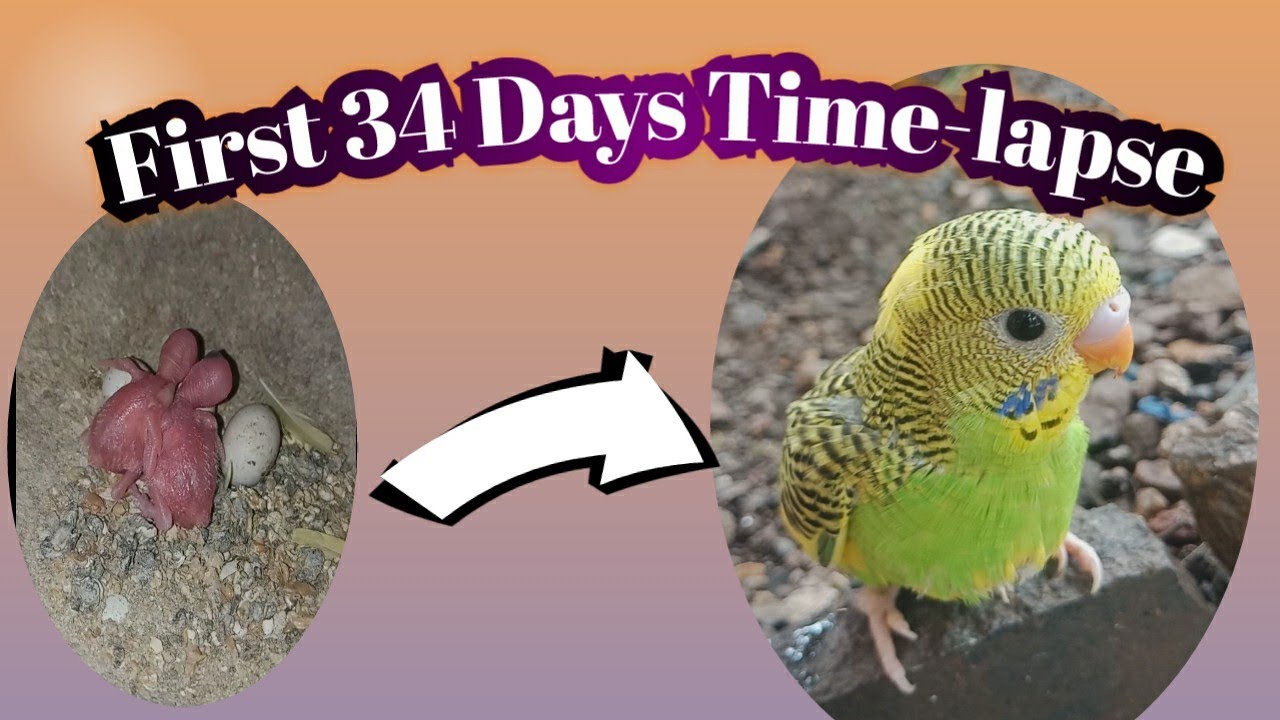 budgie chick growth in days time-lapse || #budgies#video#viral