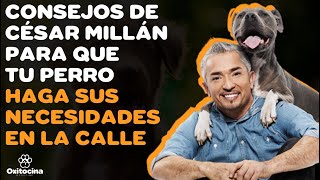 7 CONSEJOS DE CÉSAR MILLÁN PARA QUE TU PERRO HAGA SUS NECESIDADES EN LA CALLE