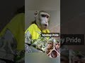 телеграмм канал, ссылка в комментарии #monkey #обезьяна #животные #pets