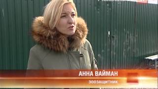 Куда пропадают отловленные бездомные собаки? Куда пропадают отловленные бездомные собаки?