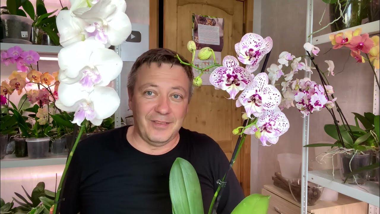 Орхидеи горячевский. Видео георгия горячевская орхидеи. Видео георгия горячевская орхидеи. Видео георгия горячевская орхидеи. Видео георгия горячевская орхидеи.