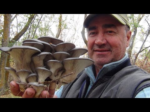 На астраханской рыбалке за грибами в лес