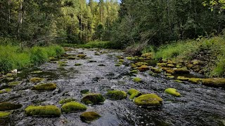 Мы искали - мы нашли! Очередная форелевая вылазка)