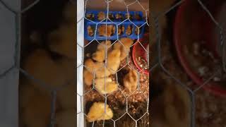how to raise calico princess chickens Princess Chicken Breed