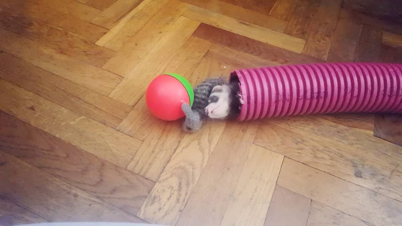 Playing with weazel ball YouTube