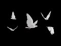 White Doves - Flying Flock - Five Birds - Transparent Transition