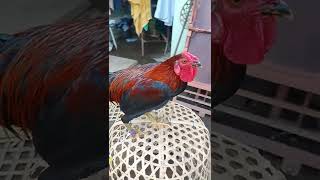 Siap Ayam Bali ayam fyp