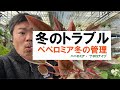 ペペロミア冬のトラブルを解説