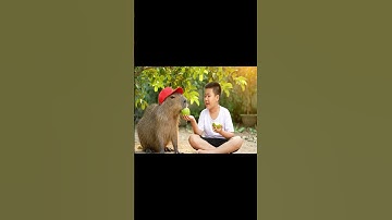 Câu chuyện ngày hè của Capy #capybara #ongbavaboss #capybarayeunoi #vuive