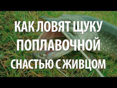 как правильно насаживать живца для ловли щуки